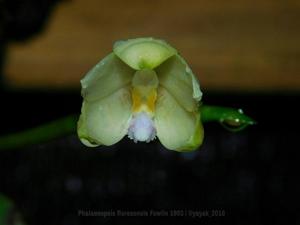 Phalaenopsis floresensis