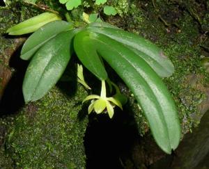 Gastrochilus retrocallus