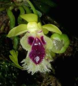 Gastrochilus retrocallus