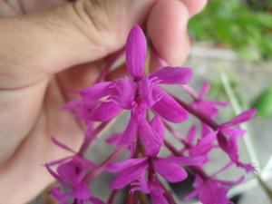 Epidendrum jamiesonis