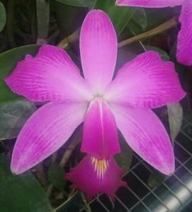 Cattleya violacea