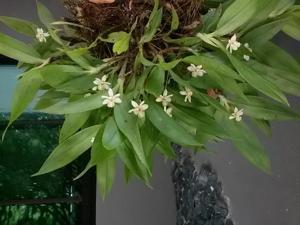 Cylindrolobus neglectus