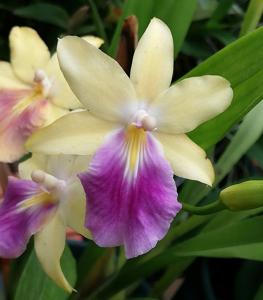 Miltonia regnellii