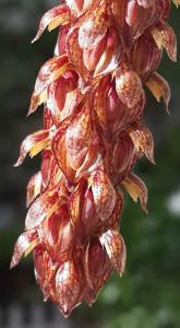 Bulbophyllum careyanum