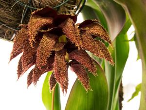 Bulbophyllum phalaenopsis