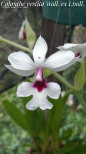 Calanthe vestita