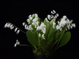 Pabstiella leucopyramis