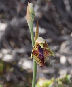 Calochilus herbaceus