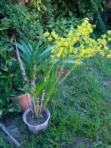 Cyrtopodium flavum