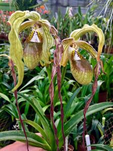 Phragmipedium humboldtii var. exstaminodium