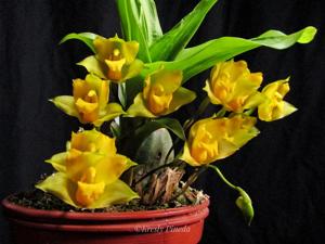 Lycaste bradeorum