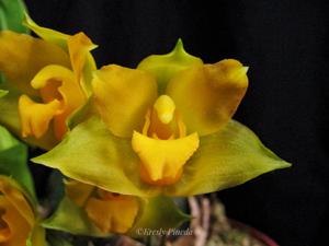 Lycaste bradeorum