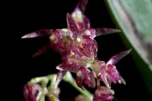 Pleurothallis loranthophylla
