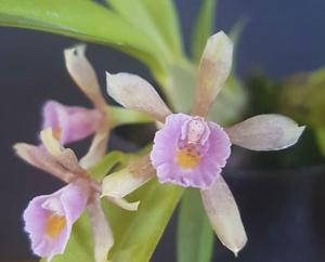 Cischweinfia dasyandra