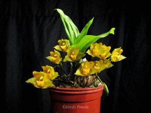 Lycaste bradeorum