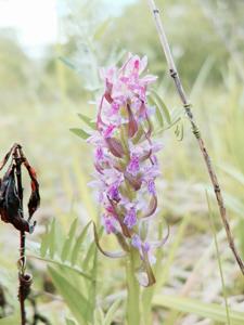 Dactylorhiza incarnata subsp. incarnata