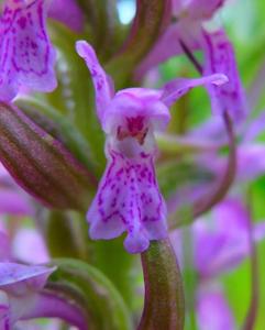 Dactylorhiza incarnata subsp. incarnata