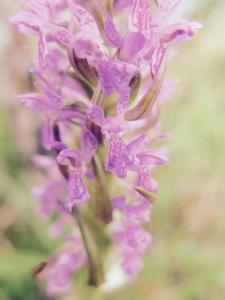 Dactylorhiza incarnata subsp. incarnata