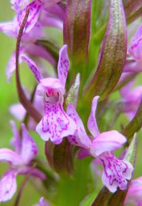 Dactylorhiza incarnata subsp. incarnata