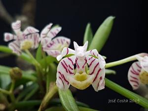 Trichoglottis pusilla