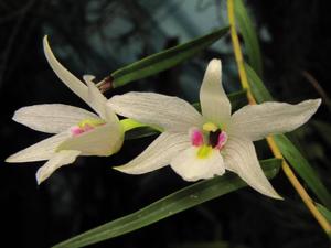 Dendrobium cunninghamii