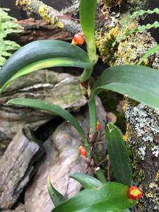 Mediocalcar paradoxum subsp. robustum