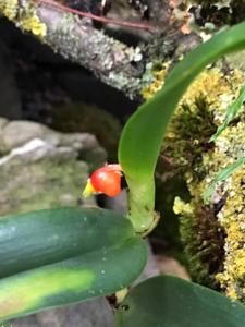 Mediocalcar paradoxum subsp. robustum