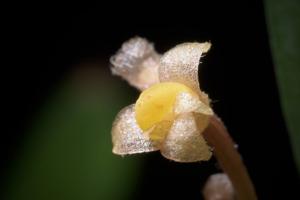Ceratostylis backeri
