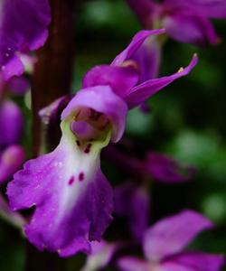 Orchis mascula