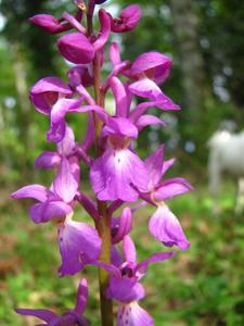 Orchis mascula