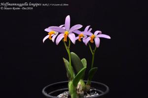 Cattleya longipes