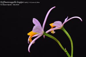 Cattleya longipes