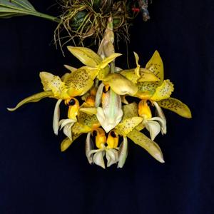 Stanhopea oculata