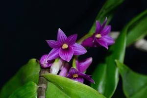 Dendrobium goldschmidtianum