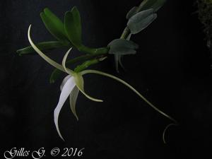 Angraecum ankeranense