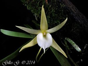 Angraecum elephantinum