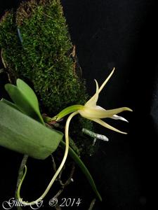 Angraecum elephantinum