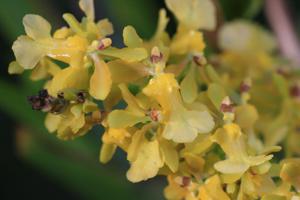 Oncidium chrysomorphum