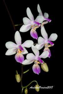 Phalaenopsis lindenii