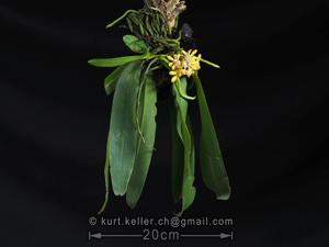 Gastrochilus obliquus