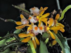 Gastrochilus obliquus