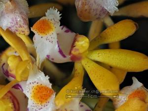 Gastrochilus obliquus