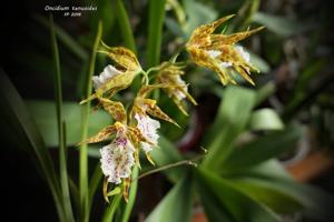 Oncidium tenuoides