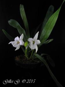Angraecum magdalenae