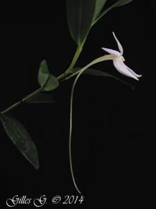 Angraecum mauritianum