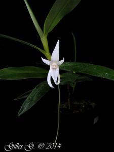 Angraecum mauritianum