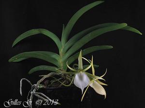 Angraecum praestans