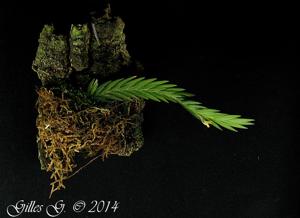Angraecum podochiloides