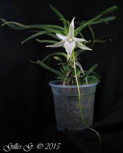 Angraecum sesquipedale