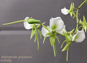 Angraecum eburneum subsp. giryamae